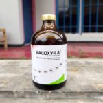 KALOXY LA 100 ML BY KALBE - AB Untuk Hewan Ternak Sapi Kambing Domba