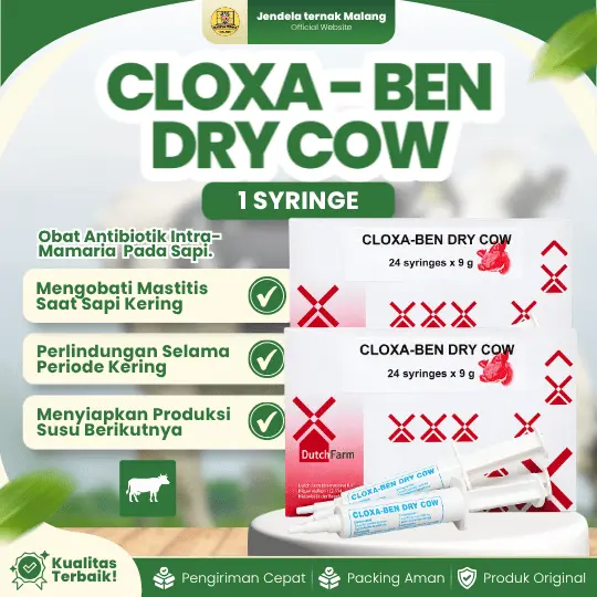 CLOXA – BEN DRY COW – Untuk Kering Kandang, Mastitis Dan Perlindungan Lebih Lanjut Di Musim Kemarau