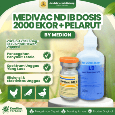 MEDIVAC ND IB DOSIS 2000 EKOR + PELARUT BY MEDION –  Infeksius Bronkitis Dan Telo Tetelo Unggas.