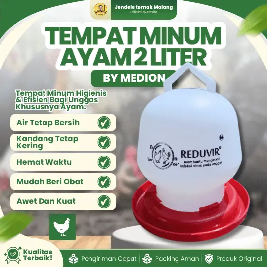 TEMPAT MINUM AYAM 2 LITER BY MEDION – Alat Minum Ayam Ternak Kesayangan.