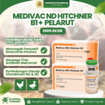 MEDIVAC ND HITCHNER B1 DOSIS 1000 EKOR + PELARUT BY MEDION - Mengurangi Resiko Kematian Ayam Unggas
