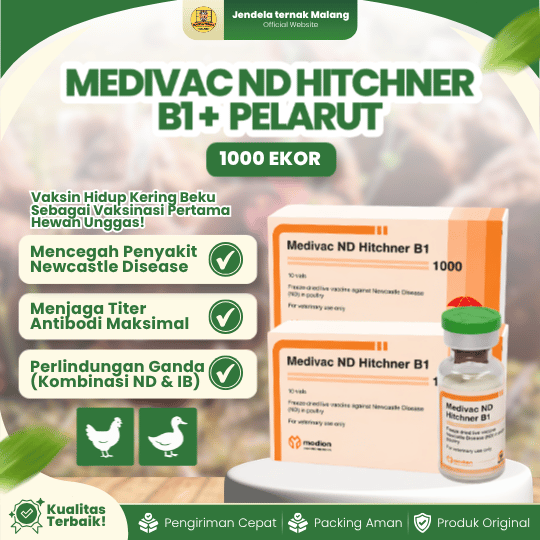 MEDIVAC ND HITCHNER B1 DOSIS 1000 EKOR + PELARUT BY MEDION - Mengurangi Resiko Kematian Ayam Unggas
