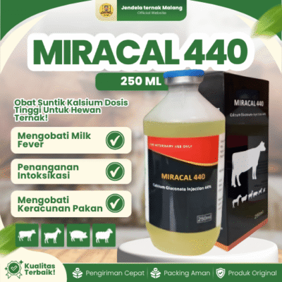 MIRACAL 440 – Mencegah Ketosis Milk Fever Ambruk Pada Hewan Ternak.
